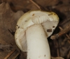 Tricholoma sejunctum (Sowerby) Quél. 1872