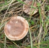 Tricholoma striatum (Schaeff.) Quél. 1872