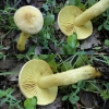 Tricholoma sulphureum (Bull.) P. Kumm. 1871