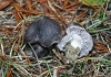 Tricholoma triste (Scop.) Quél. 1872