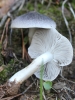 Tricholoma virgatum (Fr.) P. Kumm. 1871