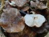 Tricholoma batschii Gulden 1969
