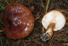 Tricholoma batschii Gulden 1969 Tricholoma batschii Gulden 1969