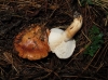 Tricholoma batschii Gulden 1969