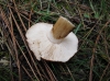 Tricholoma batschii Gulden 1969