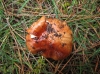 Tricholoma batschii Gulden 1969