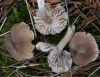 Tricholoma cf. terreum (Schaeff.) P. Kumm. 1871