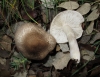Tricholoma scalpturatum (Fr.) Quél. 1872
