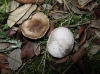 Tricholoma scalpturatum (Fr.) Quél. 1872
