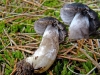 Tricholoma terreum (Schaeff.) P. Kumm. 1871,