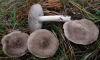 Tricholoma terreum (Schaeff.) P. Kumm. 1871
