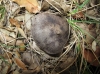 Tricholoma terreum (Schaeff.) P. Kumm. 1871