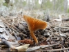 Tubaria sp.