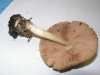 Volvariella cf. murinella (Quél.) M.M. Moser 1953