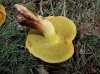 Xerocomus sp Xerocomus sp