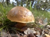 Xerocomus sp Xerocomus sp