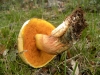 Xerocomus sp Xerocomus sp