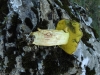 Xerocomus sp. Xerocomus sp.