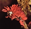 Arcyria incarnata (Pers.) Pers. 1796