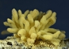 Arcyria obvelata (Oeder) Onsberg  (1979)