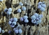 Badhamia foliicola Lister (1897)