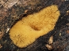 Ceratiomyxa fruticulosa (O.F. Müll.) T. Macbr. 1899