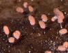 Comatricha pulchella (C. Bab.) Rostaf. 1876