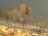 Comatricha tenerrima (M. A Curtis) G. Lister (1919)
