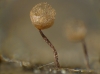 Cribraria vulgaris Schrad. (1797)