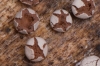 Diderma hemisphaericum (Bull.) Hornem. 1829