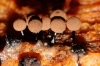 Enerthenema papillatum (Pers.) Rostaf. 1876