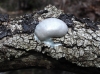 Enteridium lycoperdon Enteridium lycoperdon