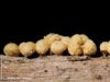 Hemitrichia abietina Hemitrichia abietina