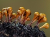 Hemitrichia clavata (Pers.) Rostaf. 1873