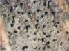 Licea kleistobolus Licea kleistobolus