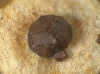 Licea minima Fr. (1829)