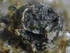 Licea parasitica Licea parasitica