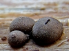 Lycogala exiguum Morgan (1893),