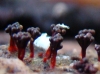 Metatrichia vesparium (Batsch) Nann.-Bremek. ex G.W. Martin & Alexop. 1969