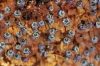 Physarum bethelii T. Macbr. ex G. Lister 1911 Physarum bethelii T. Macbr. ex G. Lister 1911