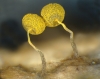 Physarum viride (Bull.) Pers. (1795)