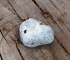 Reticularia lycoperdon Bull. 1791 Reticularia lycoperdon Bull. 1791