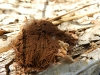 Stemonitis fusca Roth 1787 Stemonitis fusca Roth 1787