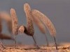 Stemonitopsis amoena Stemonitopsis amoena