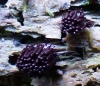 Stemonitopsis hyperopta (Meyl.) Nann.-Bremek. 1975