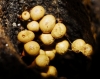 Trichia cf. varia (Pers.) Pers. 1794