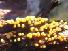 Trichia decipiens (Pers.) T. Macbr. (1899),