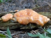 Tubifera ferruginosa (Batsch) J.F. Gmel. 1791
