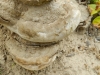 Inonotus hispidus