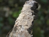 Peniophora aurantiaca